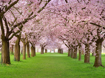 Spring Scenery Background Cherry Trees in Full Bloom on the Geen Lawn Photos Backdrop IBD-20073 - iBACKDROP-flower backdrops, Flower Background, Flower Tree Sidewalk, Flowering Trees, For Photography, Natural Backdrop, photography backdrops, Photography Background, pink backdrop, Portrait Photography backdrops, Scenery Background